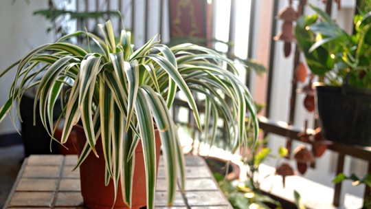 12 espécies de plantas que purificam o ar