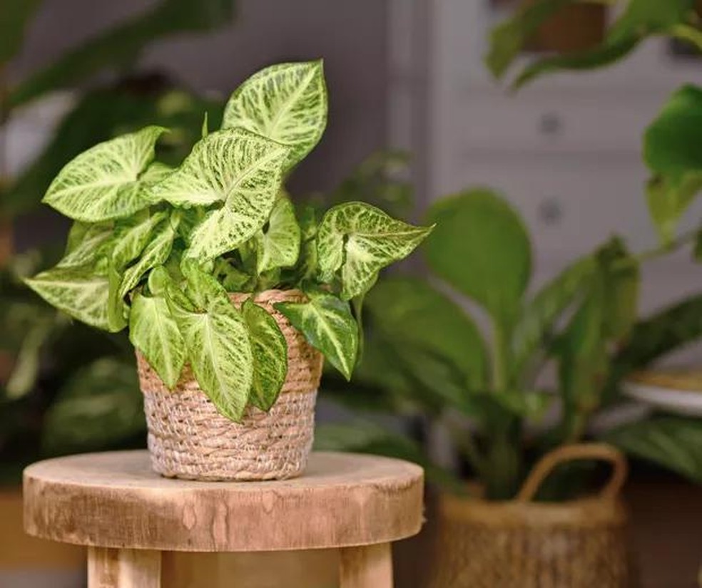 Tropical 'Syngonium Podophyllum Arrow' houseplant in basket pot indoors on wooden coffee table (Foto: Getty Images/iStockphoto) — Foto: Casa Vogue
