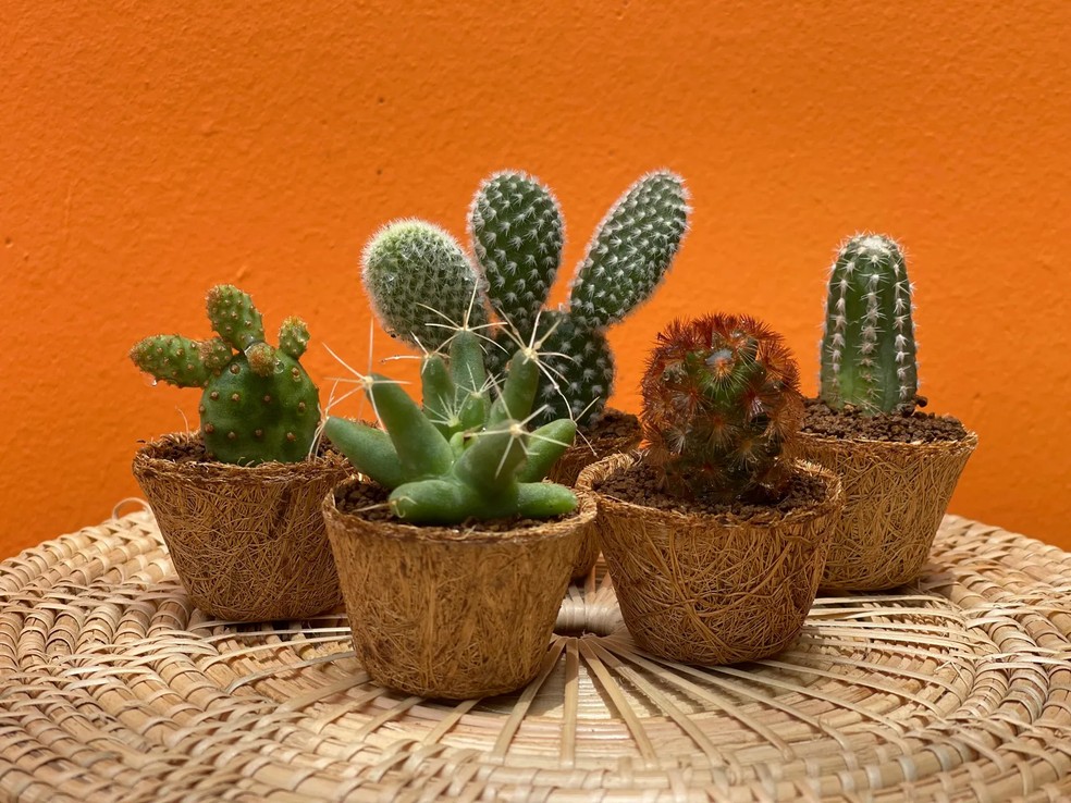 Cactos — Foto: Getty Images