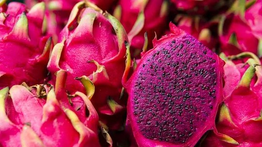 Como plantar pitaya em casa