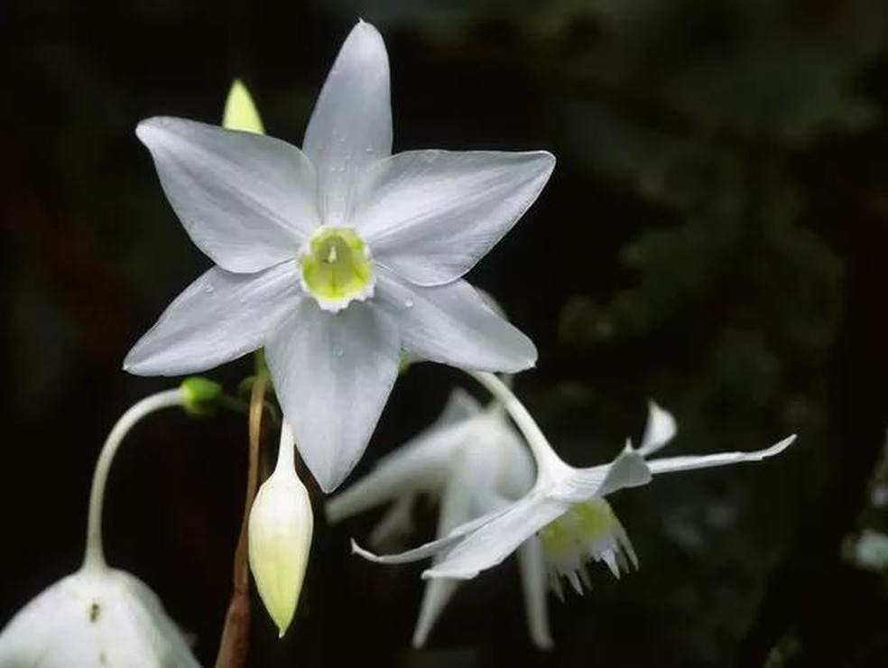 9 plantas de sombra para você cultivar dentro de casa (Foto: Divulgação / Reprodução / Getty Images) — Foto: Casa Vogue