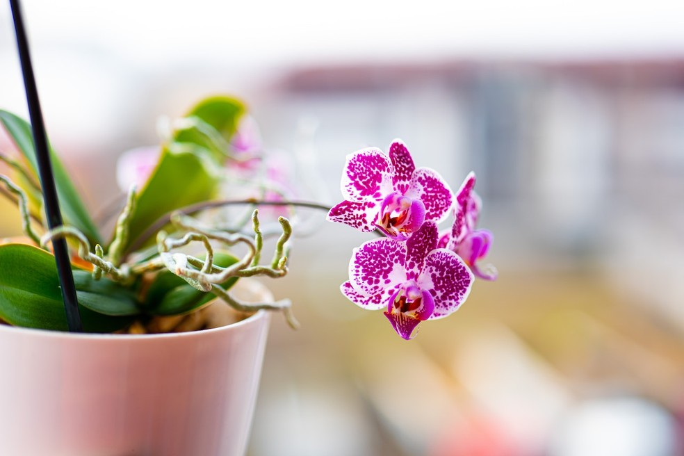 Há mais de 25 mil espécies de orquídeas no mundo — Foto:  Corneliu Stefan Esanu/Pexels