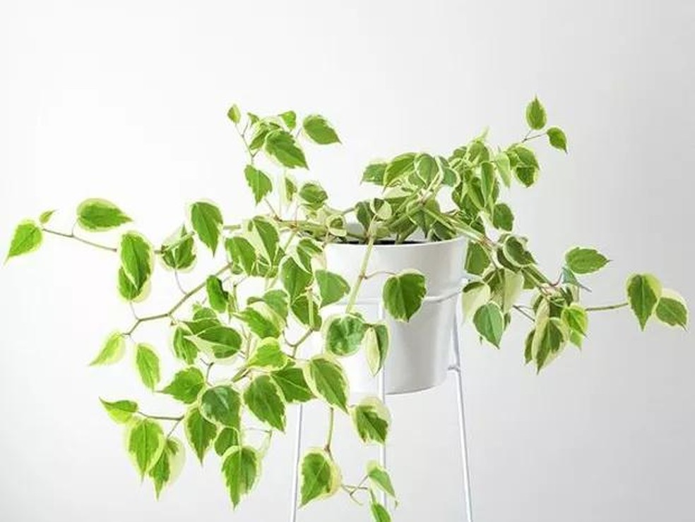 9 plantas de sombra para você cultivar dentro de casa (Foto: Divulgação / Reprodução / Getty Images) — Foto: Casa Vogue