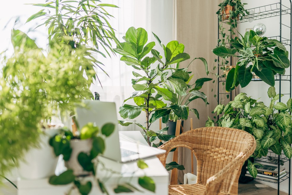 Verão 2024: 5 dicas para cuidar das plantas no calor — Foto: Getty Images