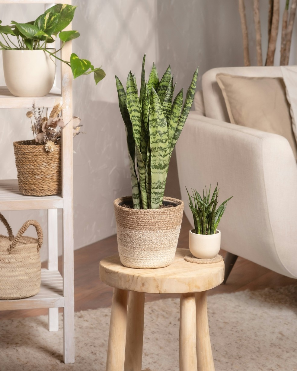 Espada-de-são-jorge  — Foto: Getty Images