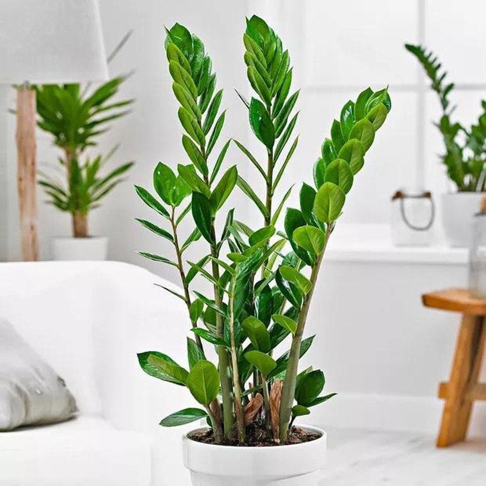 9 plantas de sombra para você cultivar dentro de casa (Foto: Divulgação / Reprodução / Getty Images) — Foto: Casa Vogue