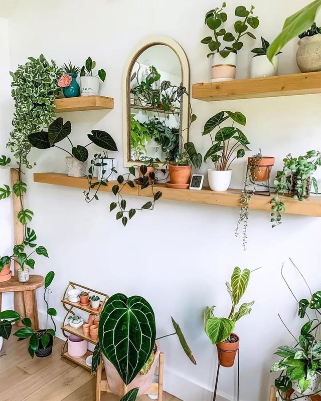 Prateleira para plantas: 7 dicas e inspirações para criar a sua