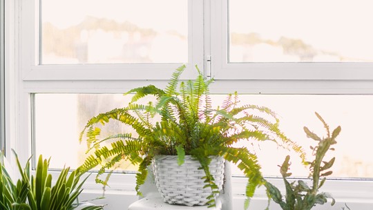 Onda de calor: 15 plantas que ajudam a refrescar a casa