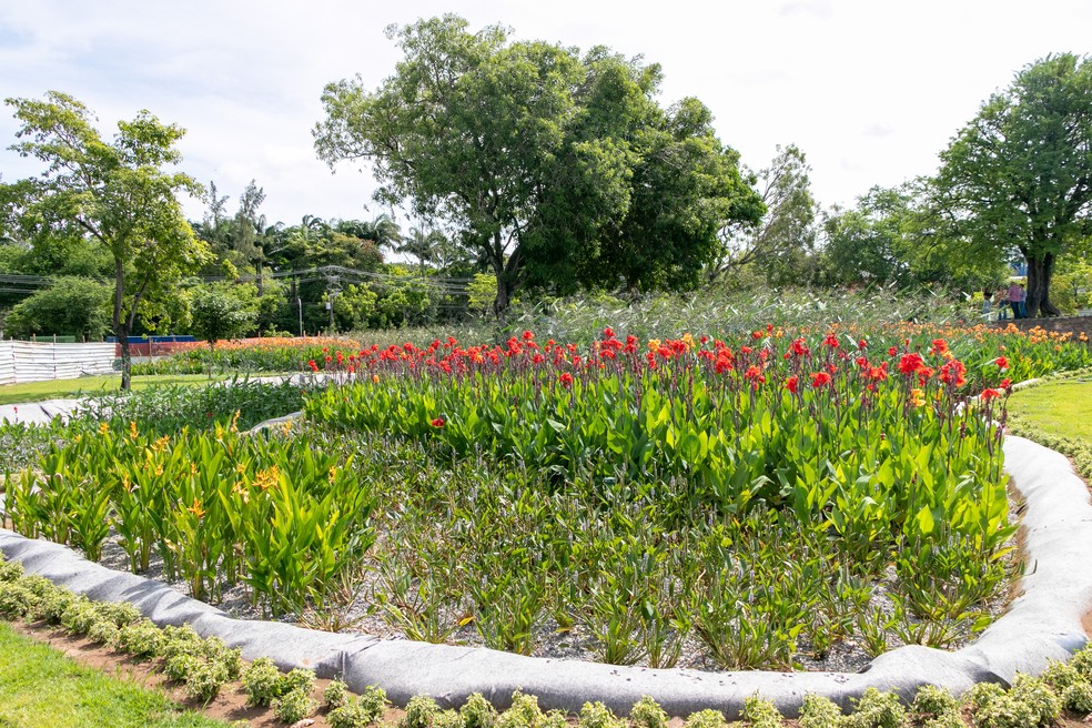 O jardim é composto por 7.500 mudas de plantas macrófitas — Foto: Giselle Cahú