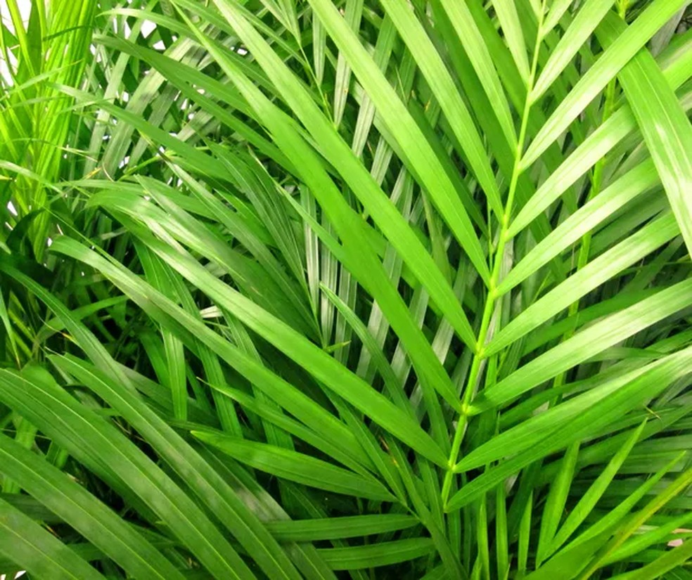 Areca-bambu — Foto: Getty Images
