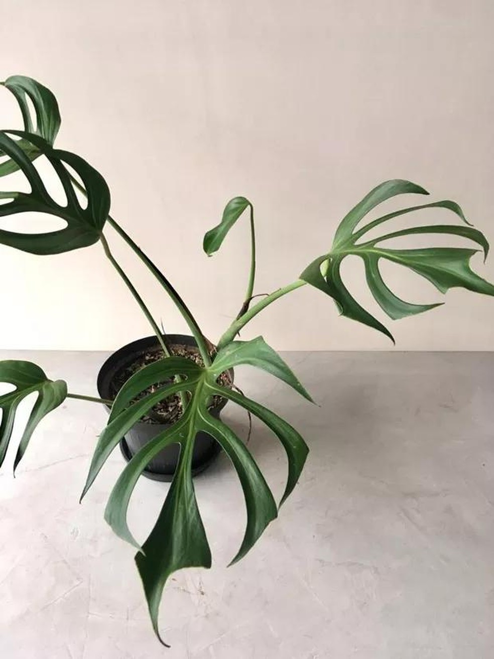 Costela-de-adão: planta com folhagem exuberante é fácil de cuidar (Foto: Divulgação) — Foto: Casa Vogue