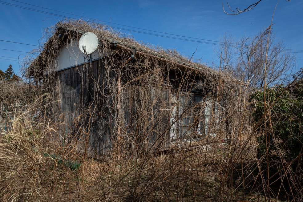 Ervas daninhas e plantas crescendo perto de uma casa abandonada em Okuma — Foto: Getty Images