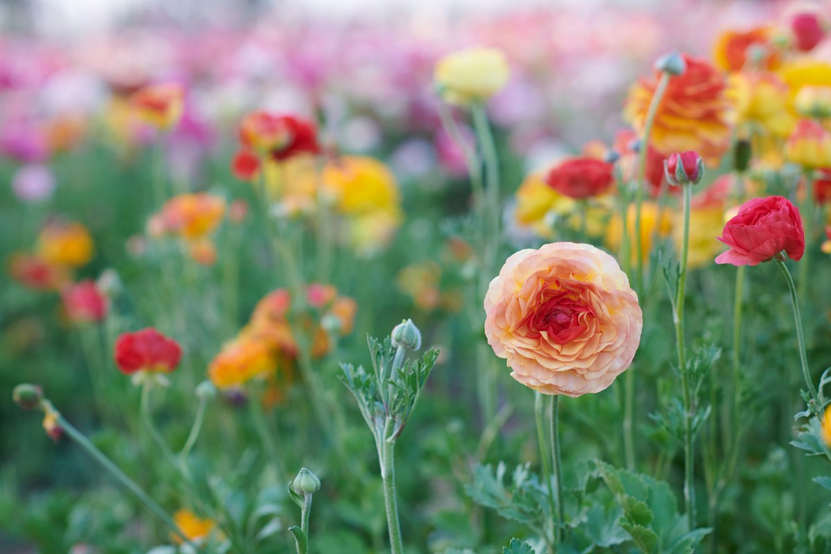 Ranúnculo: a flor que transforma qualquer espaço com cor e delicadeza