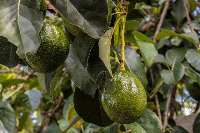 Abacateiro: como plantar e cultivar