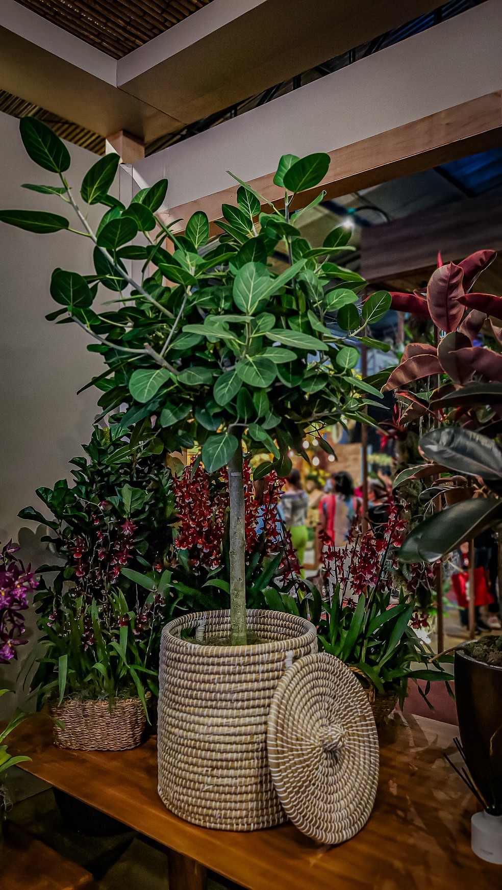 Ficus Audrey — Foto: Divulgação