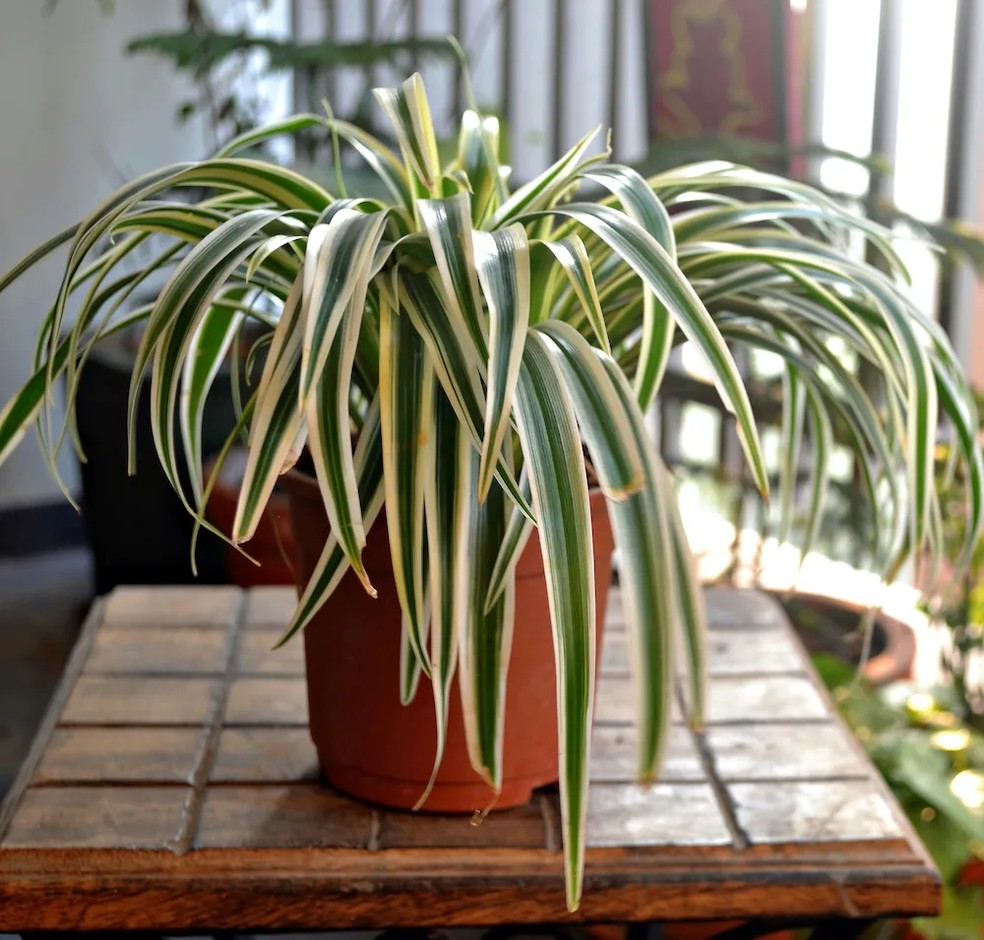 Planta-aranha — Foto: Getty Images