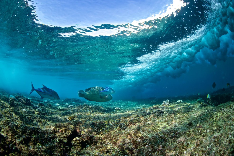 Peixes tropicais nadam em direção a uma onda que quebra. Vista do outro lado do oceano para as águas transparentes das Ilhas Canárias — Foto: Richinpit/Getty Images