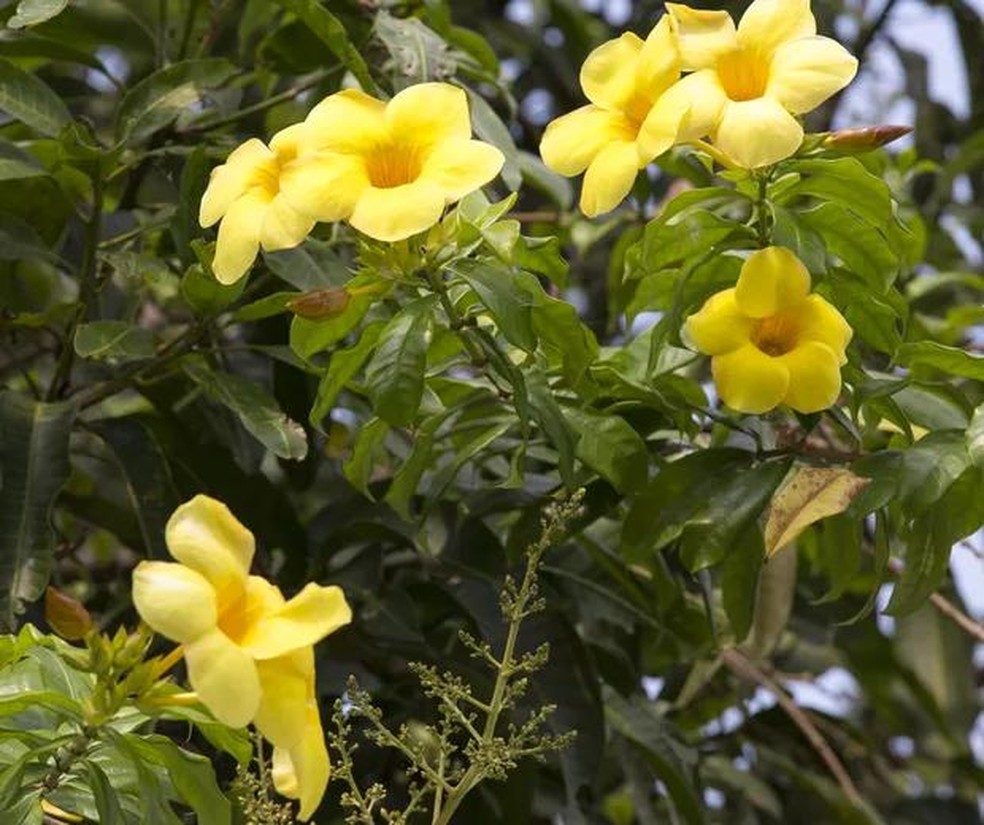 Plantas pendentes: 10 espécies para ter em casa, Paisagismo