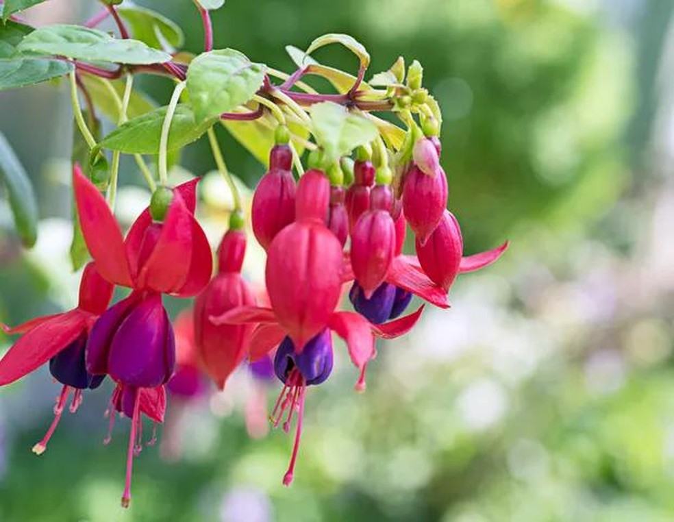 Fuchsia is a genus of flowering plants that consists mostly of shrubs or small trees. The first, Fuchsia triphylla, was discovered on the Caribbean island of Hispaniola (Haiti and the Dominican Republic) about 1696–1697 by the French Minim monk and botani (Foto: Getty Images/iStockphoto) — Foto: Casa Vogue