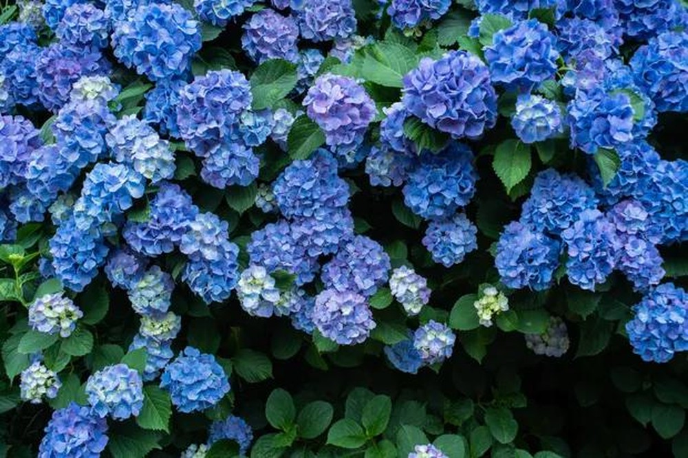 Hortênsias: como plantar, cuidar e o que determina a cor das flores