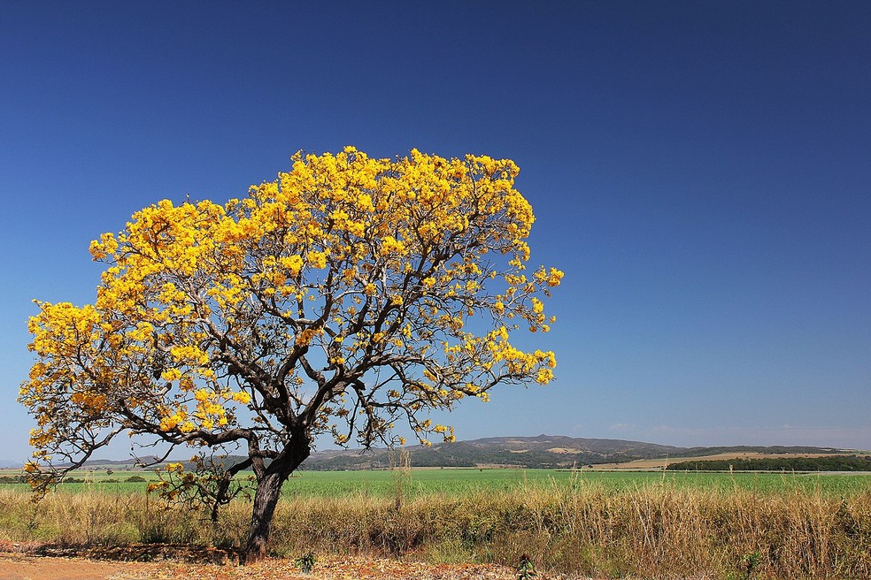 O ipê-amarelo é uma espécie típica do Brasil — Foto: Wikimedia Commons