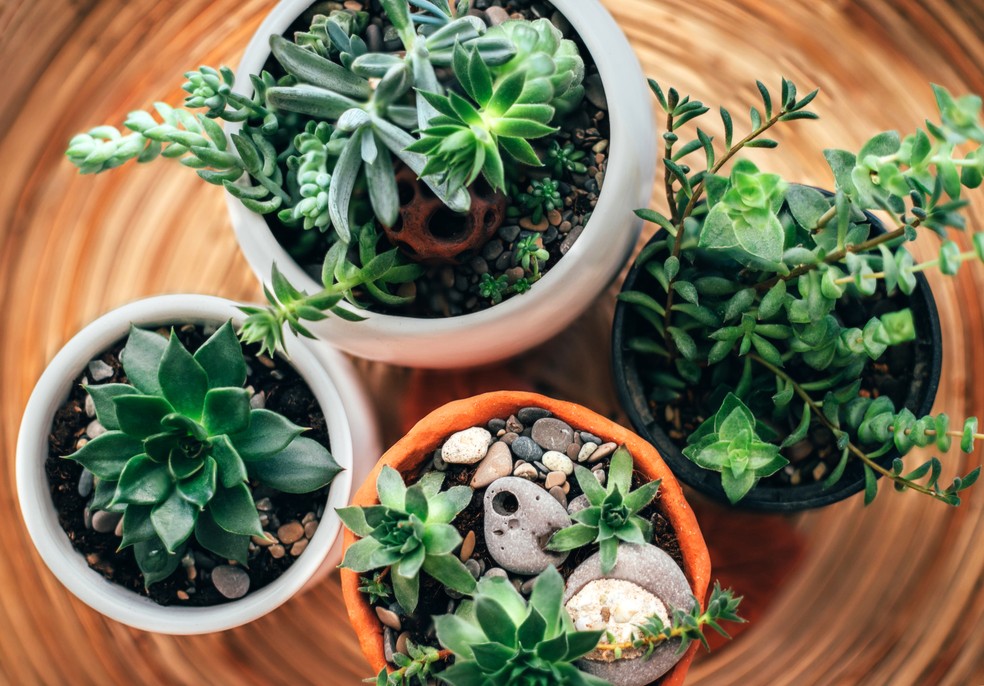 5 plantas com raízes pequenas que nunca precisam ser replantadas