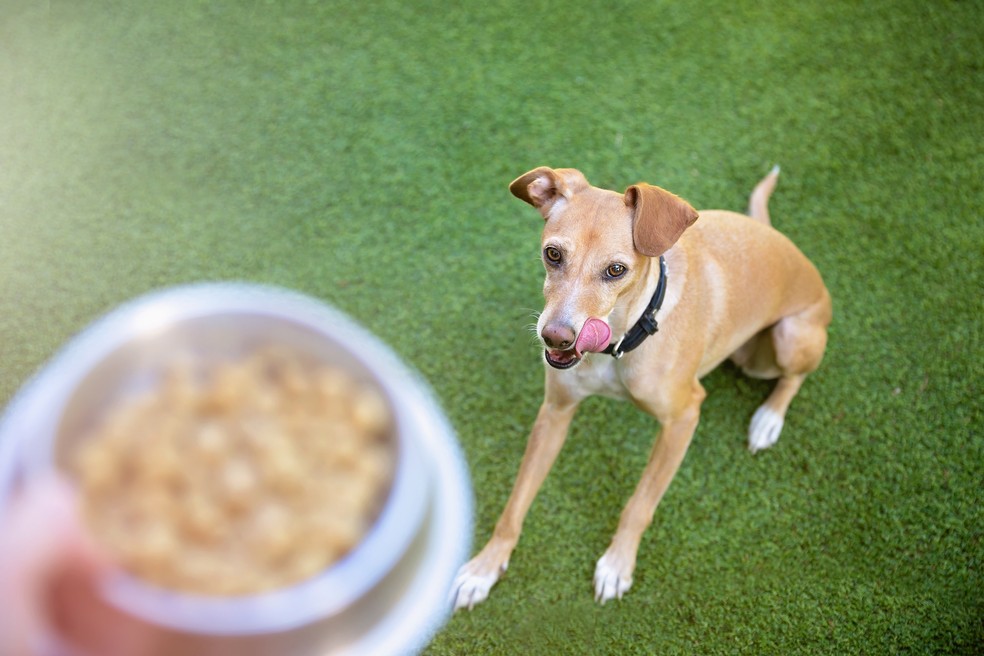 Hora de comer é uma dos melhores momentos do dia para o pet — Foto: Getty Images