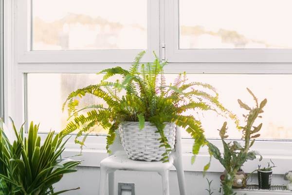 15 plantas que ajudam a refrescar a casa