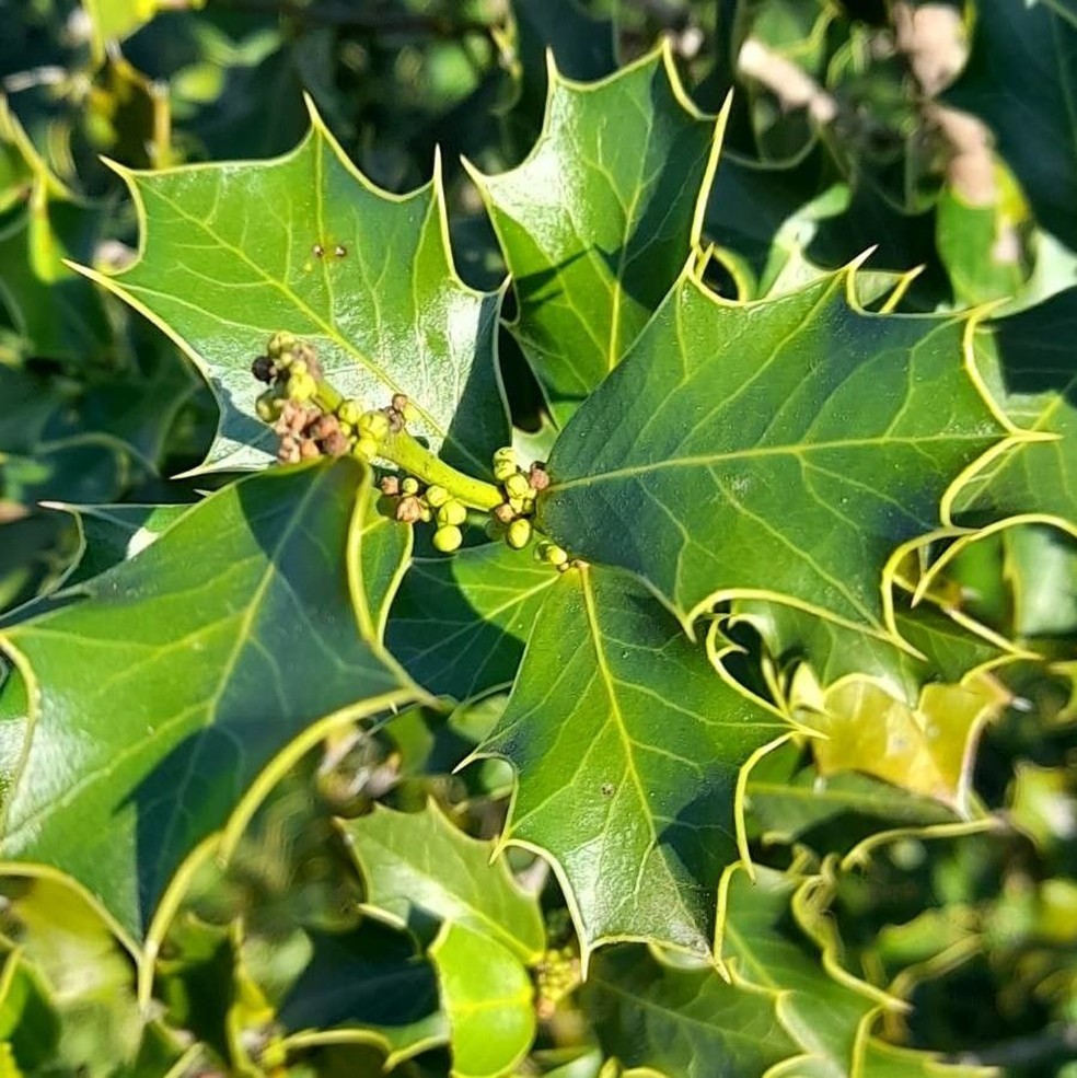Espinheira-santa: 8 benefícios da erva medicinal muito usada para chás