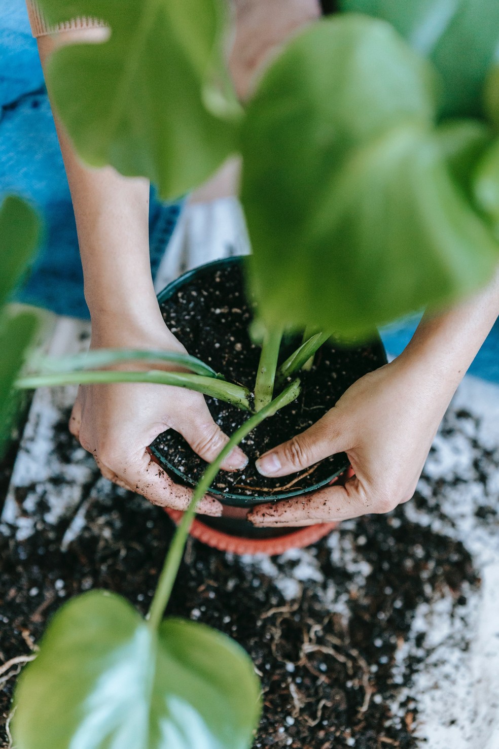 Como replantar suas plantas (sem matá-las!) — Foto: Karolina Grabowska/Divulgação Pexels