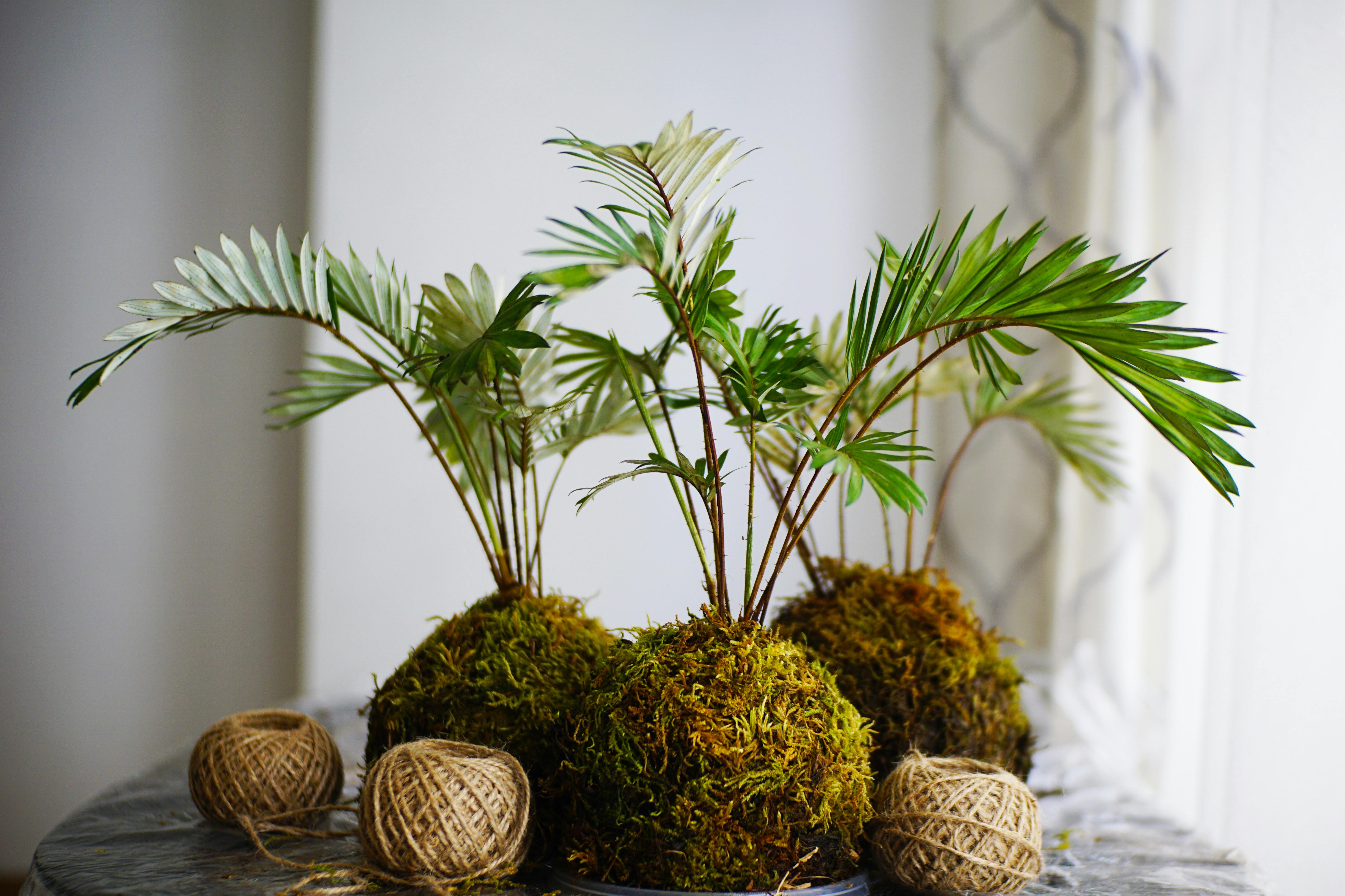 Kokedama: como fazer essas encantadoras bolas de musgo japonesas
