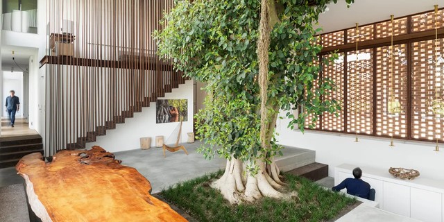 Árvores naturais dentro de casa são tendência na decoração