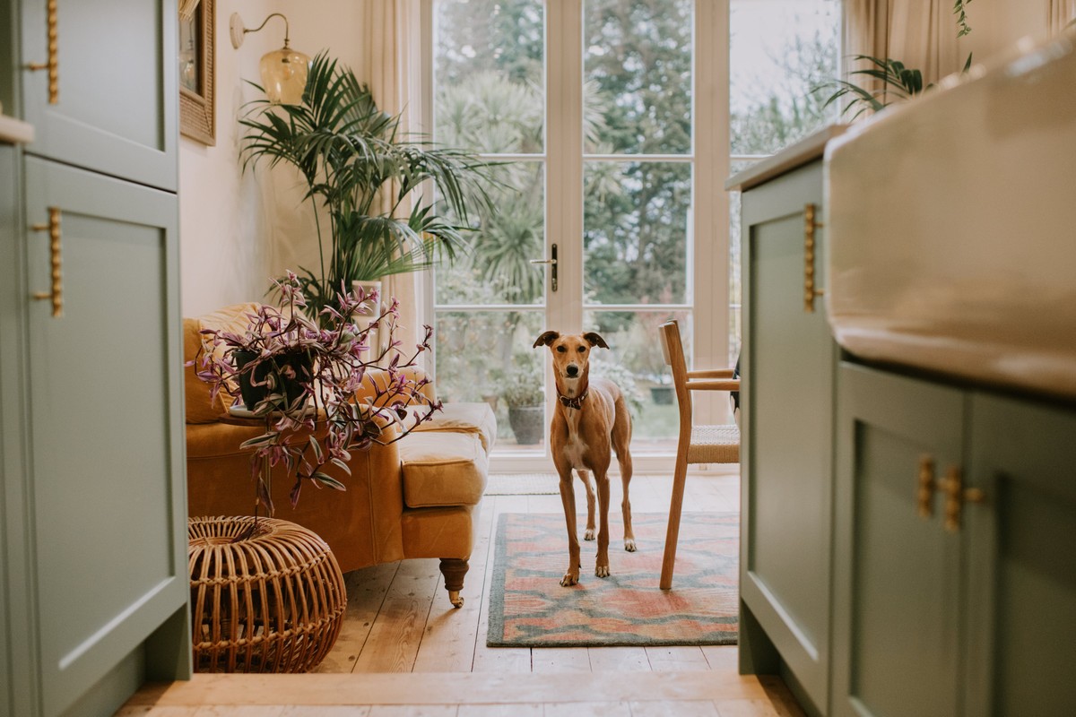 5 dicas e ideias de decoração para uma casa adaptada para pets