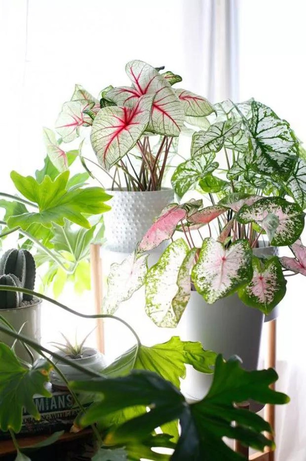 Plantas ornamentais: 12 dicas para ter um jardim em casa (Foto: Divulgação) — Foto: Casa Vogue