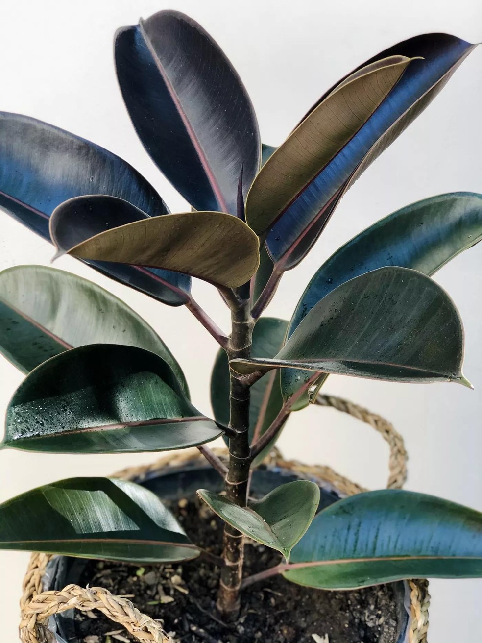 Conheça a Ficus elastica, planta decorativa e fácil de cuidar