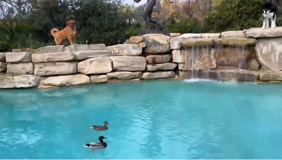 Cães e patos convivem na área externa da mansão de Arnold Schwarzenegger — Foto: Reprodução/Instagram