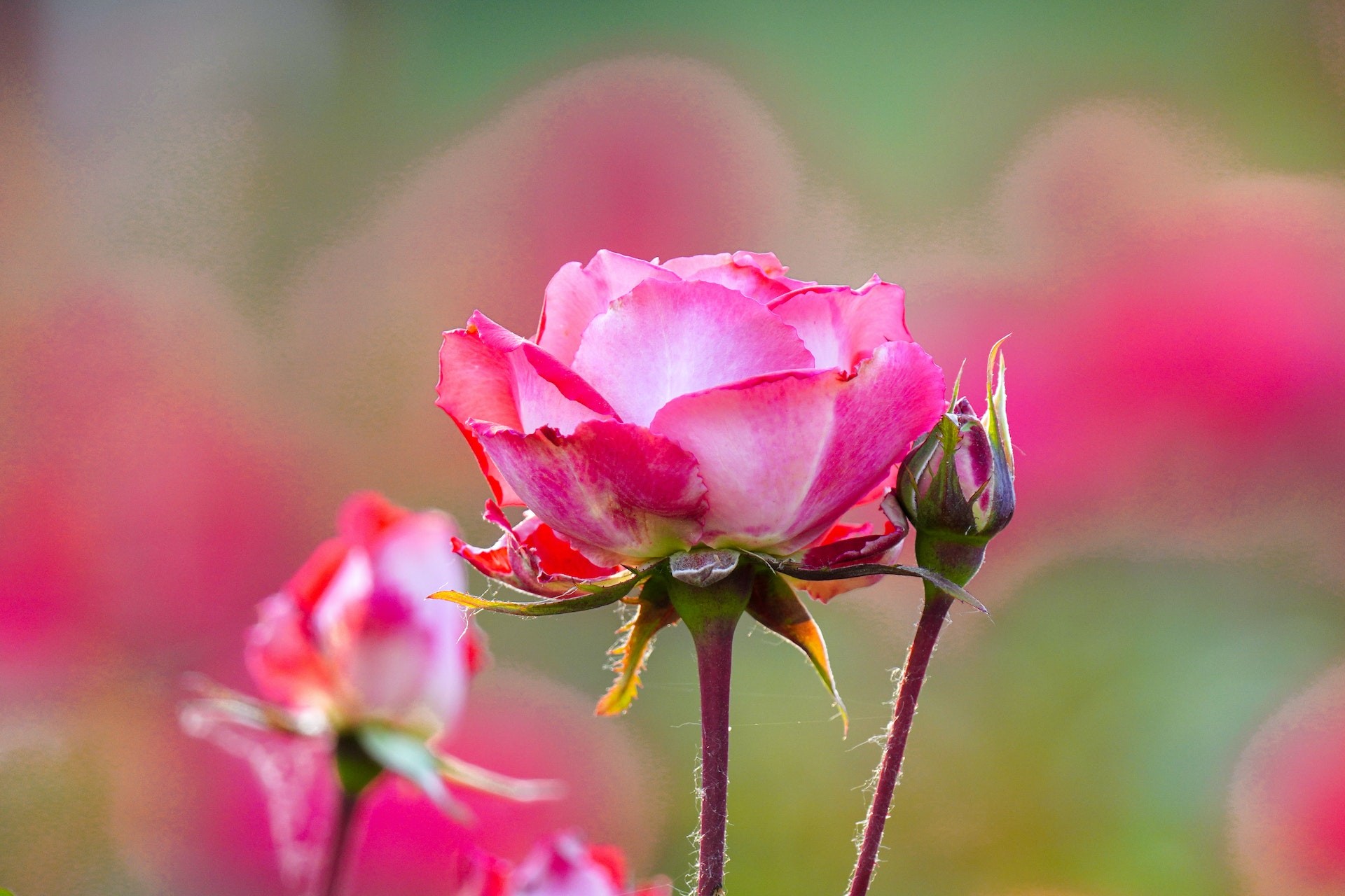 Rosa: como plantar a flor e os quais os principais cuidados?