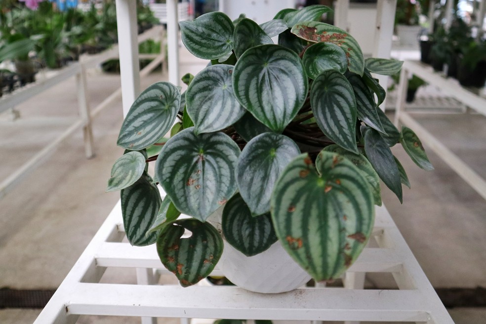 Peperômia melancia — Foto: Getty Images