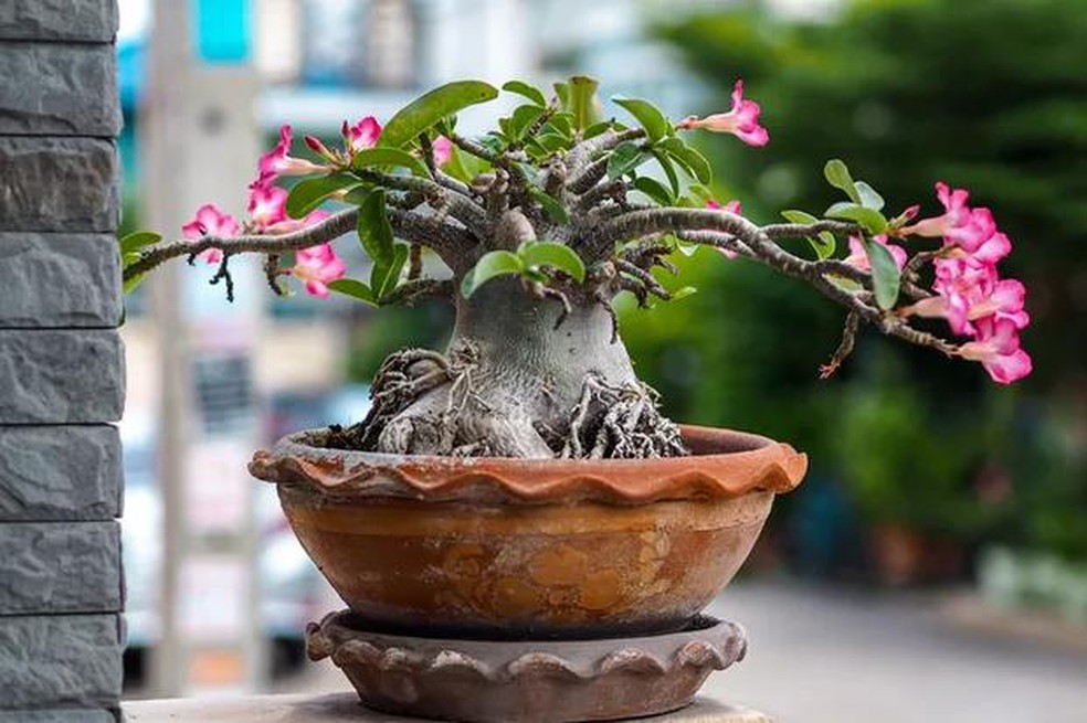 Adenium obesum tree or Desert rose in the pot (Foto: Getty Images/iStockphoto) — Foto: Casa Vogue