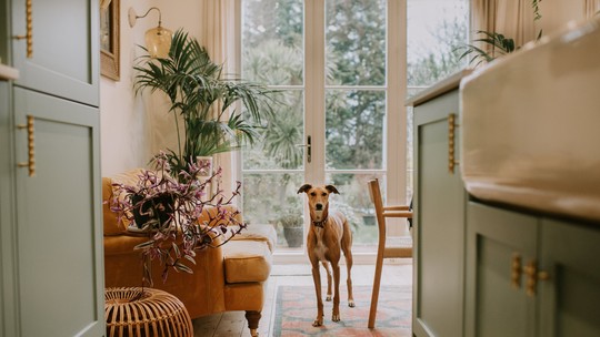 5 dicas e ideias de decoração para uma casa adaptada para pets