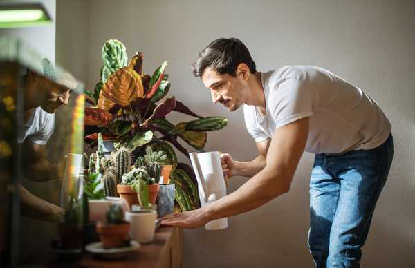 6 produtos para cuidar bem das plantas em casa