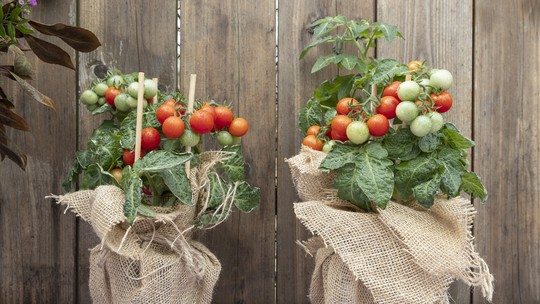 Como cultivar tomate em casa 