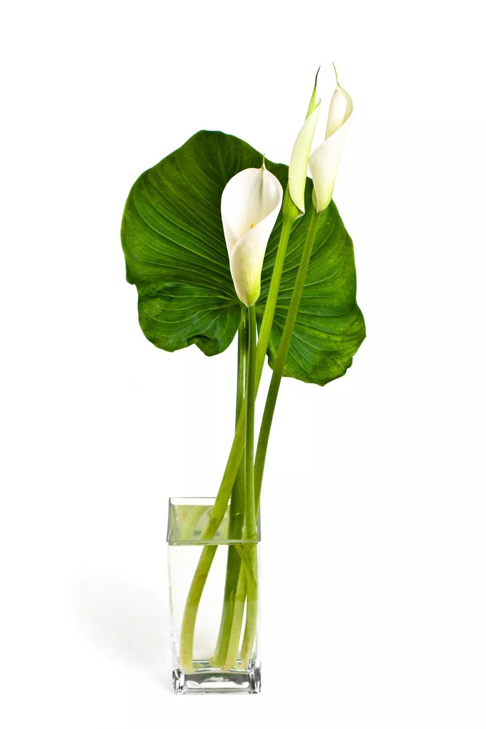Como usar o baguá para curar a casa com plantas e flores (Foto: Getty Images) — Foto: Casa Vogue
