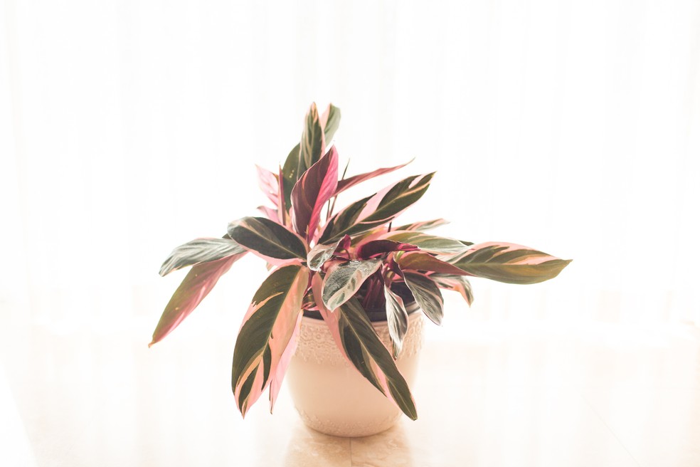 Maranta tricolor — Foto: Getty Images