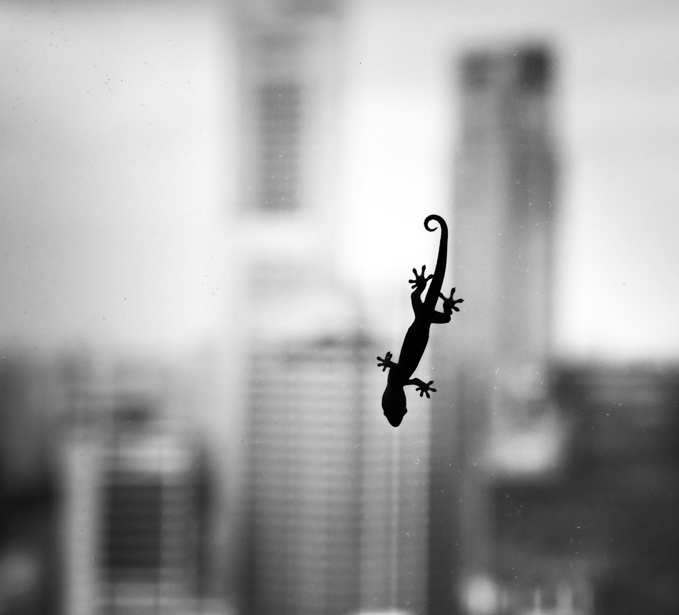 Em algumas culturas, a presença de lagartixas em casa é associada com boa sorte — Foto: Nick Tsinonis/Unsplash