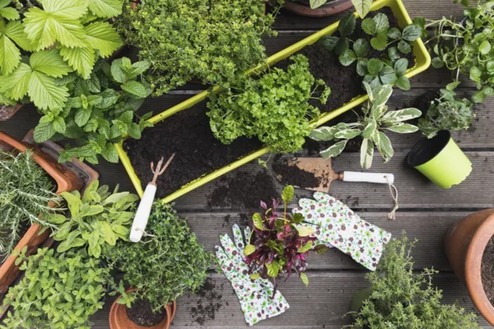 5 dicas para montar a sua própria horta (e sem ocupar muito espaço) — Foto: Getty Images