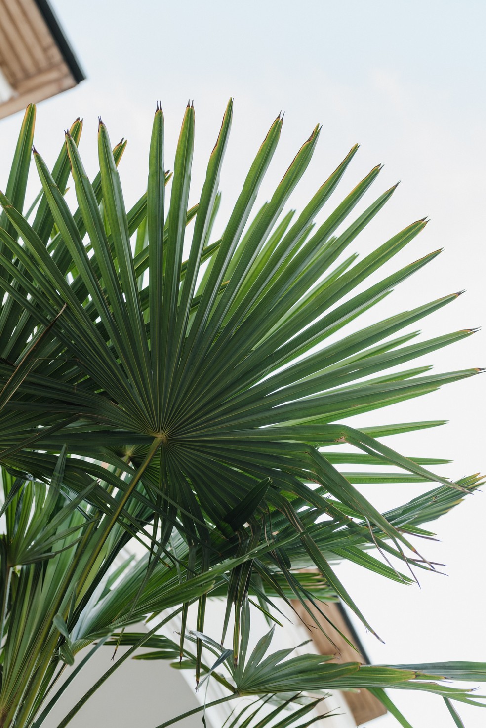 Palmeira-azul: saiba tudo sobre a planta que gosta de sol pleno — Foto: Arina Krasnikova/Pexels