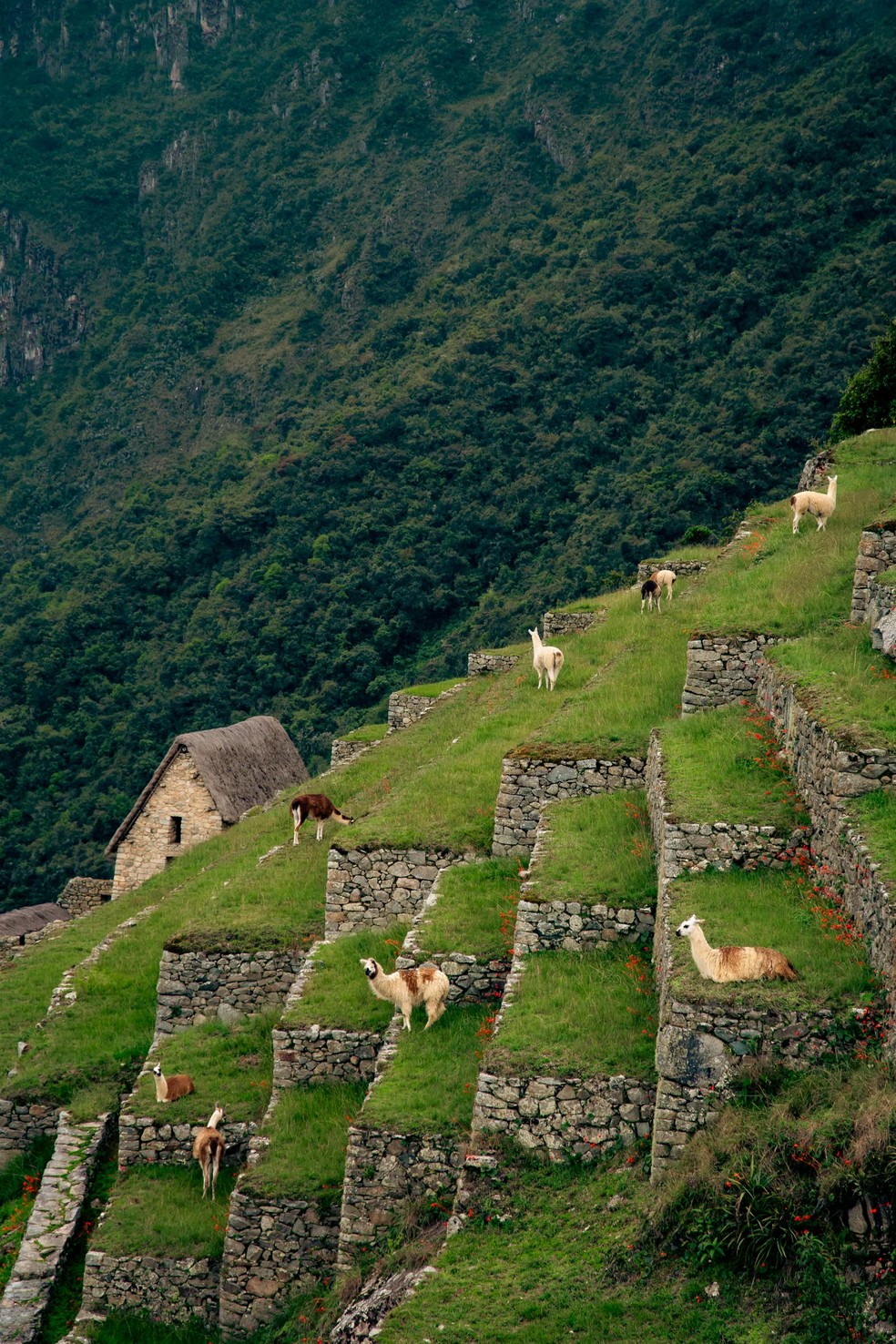 Lhamas e alpacas são residentes de Macchu Pichu — Foto: Sophie Knight