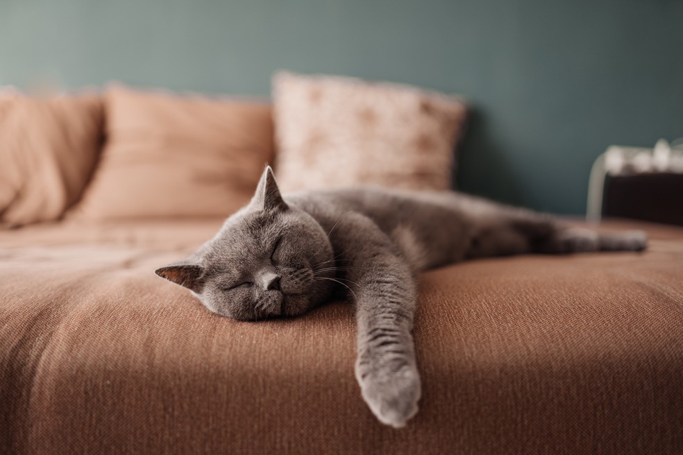 Para quem tem gatos, o suede é uma boa opção — Foto: Getty Images