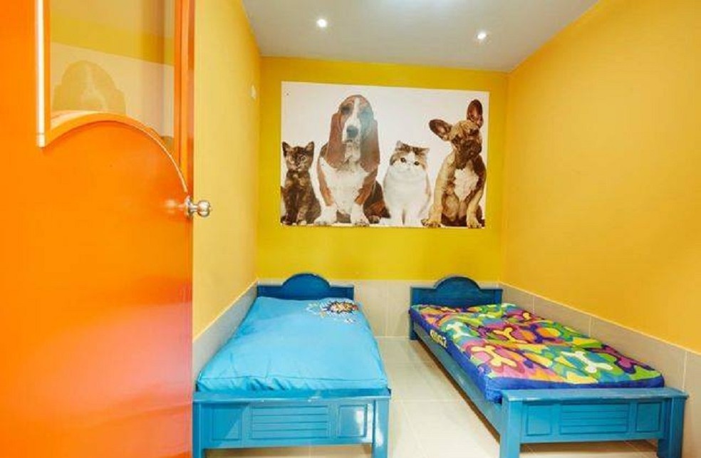 Dubai constrói resort de luxo de R$ 50 milhões para cães de pequeno porte — Foto: Divulgação/Canine Care Center